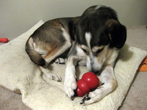 Barclay kong nom nom nom