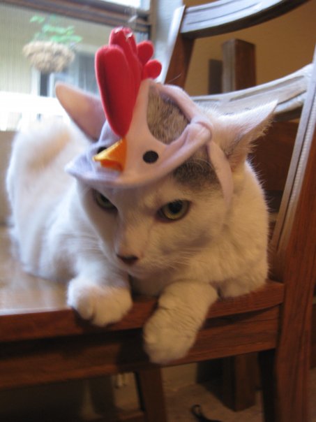 Cat in chicken costume